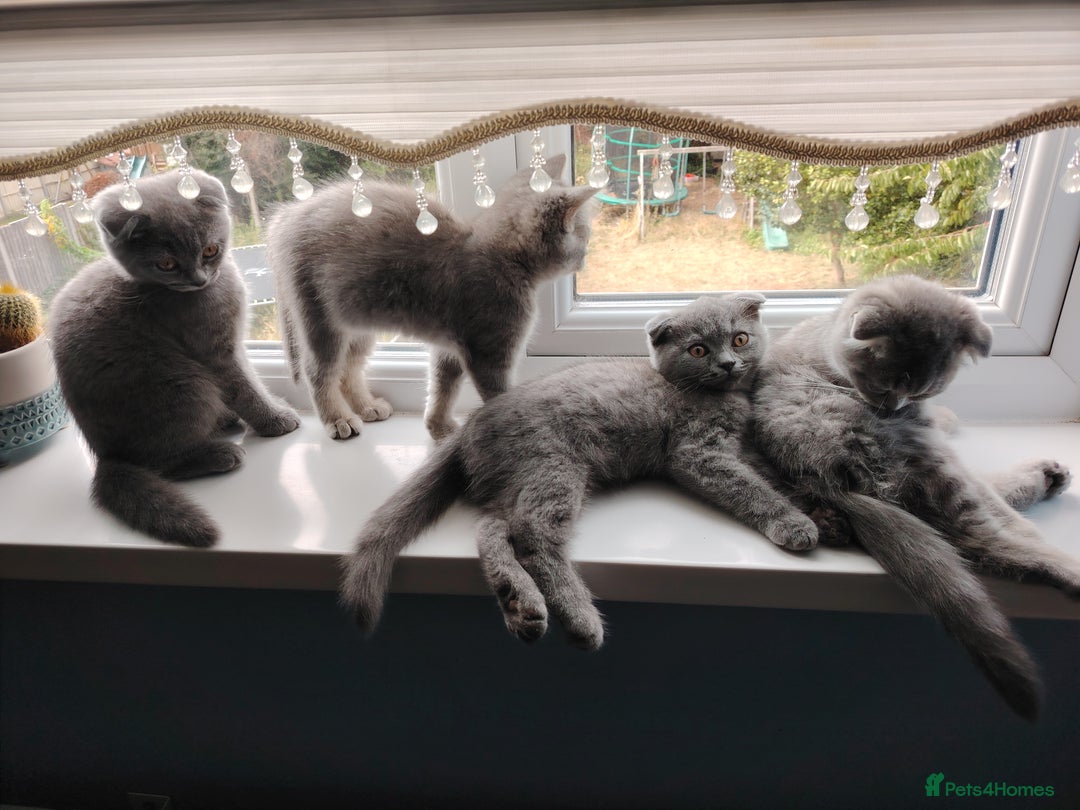 Scottish Fold cats for sale: Scottish and British mix - Image 3