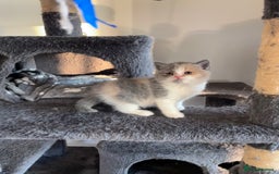 British Shorthair cats for sale: British Shorthair Kittens - Image 4
