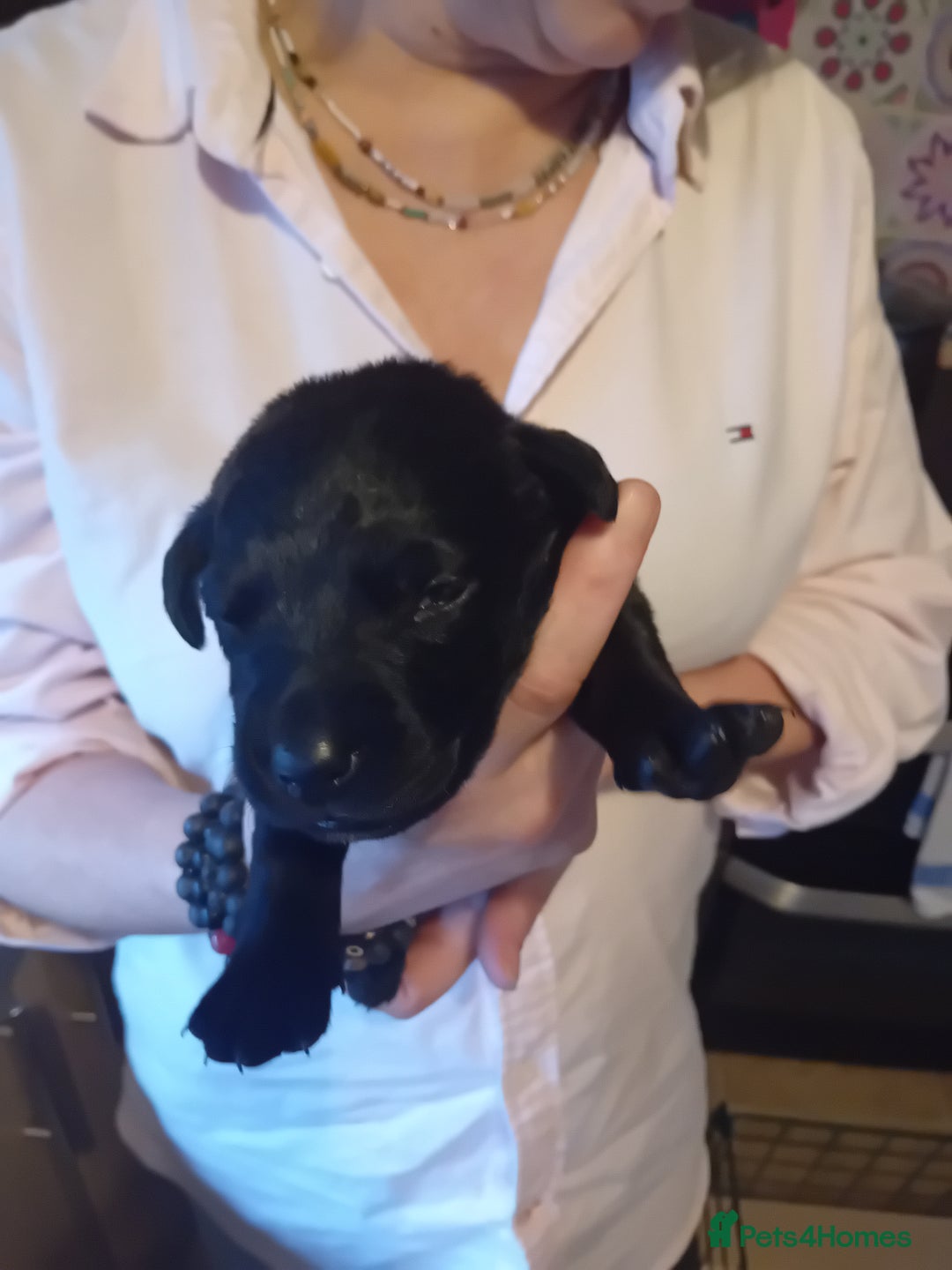 Labrador Retriever dogs for sale: Beautiful litter of labradors  - Image 2