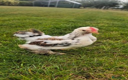 Chickens poultry for sale: Pekin Cockerels  - Image 1