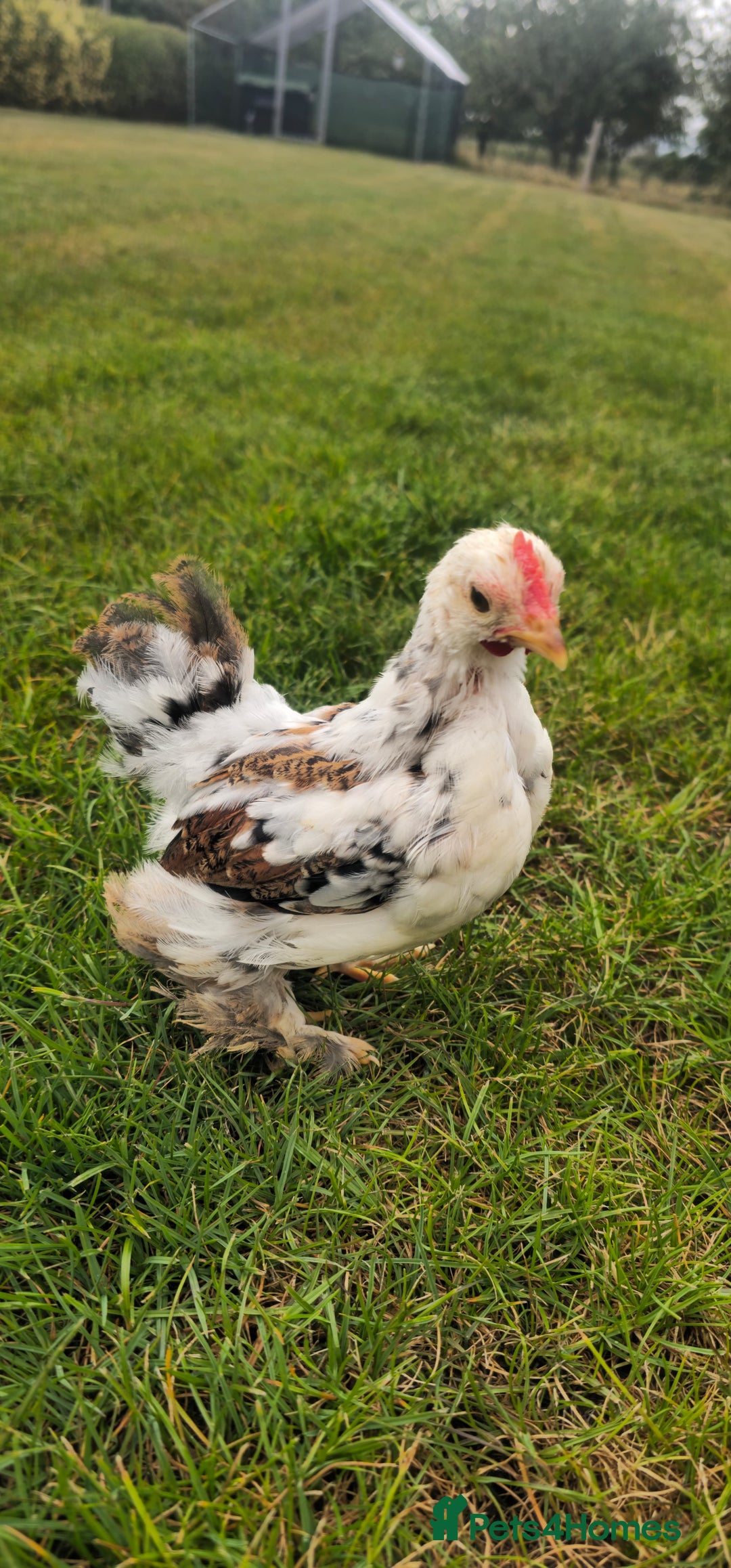 Chickens poultry for sale: Pekin Cockerels  - Image 1
