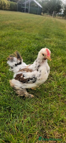 Chickens poultry - Advert 4