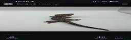 Gecko reptiles for sale: Various geckos available can come with full setup  - Advert 3