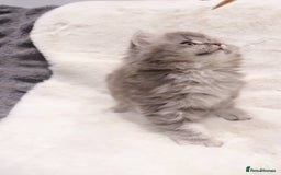 British Shorthair cats for sale: Champion Bloodlines BSH kittens  - Image 10
