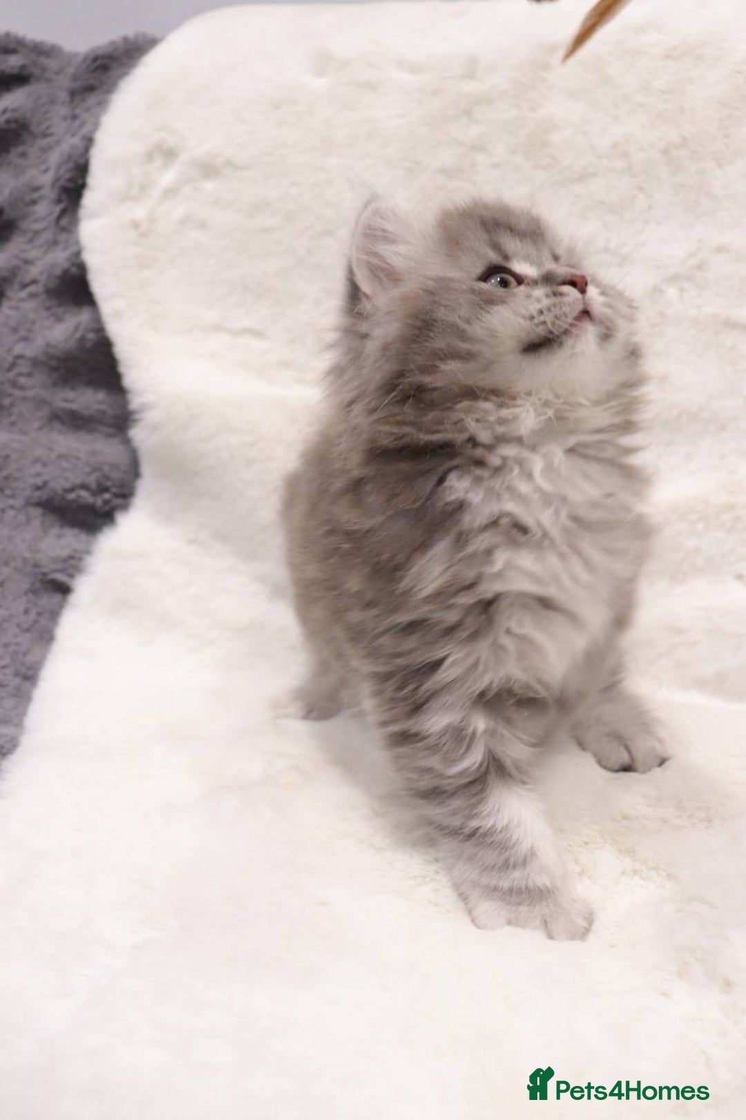 British Shorthair cats for sale: Champion Bloodlines BSH kittens  - Image 10