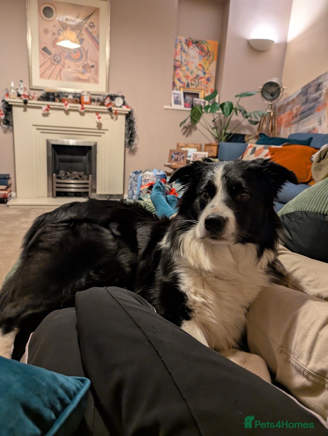 Border Collie dogs for stud: STUD DOGS PROVEN Red / Chocolate & Black and White in Bingley - Advert 6