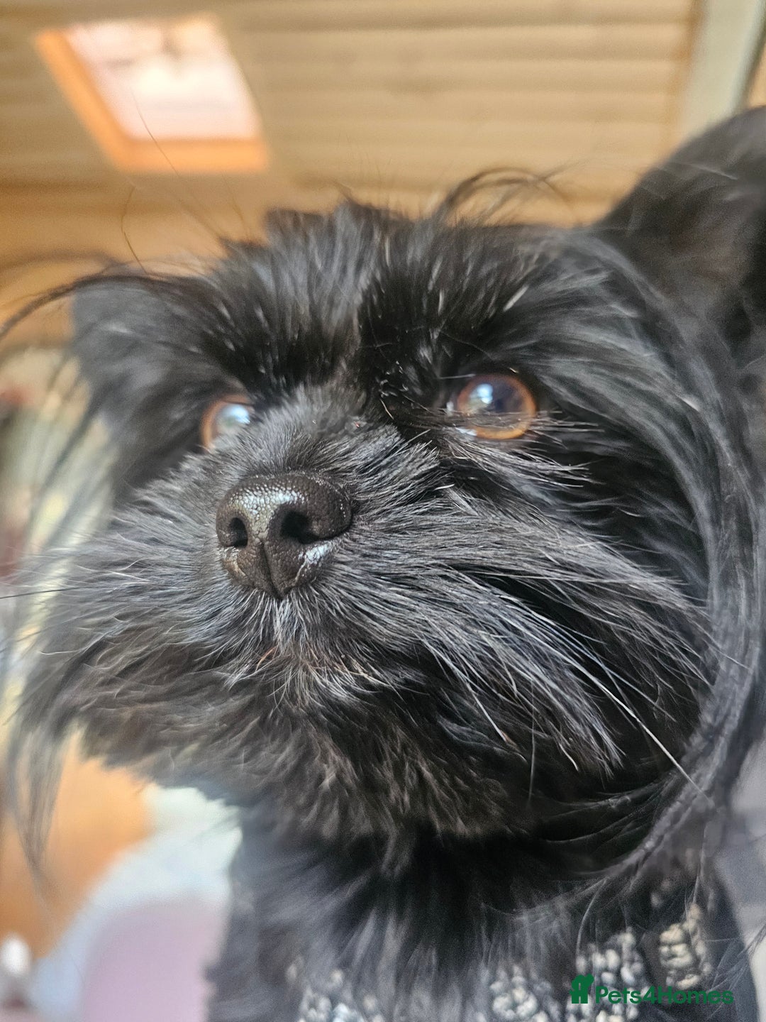 Yorkshire Terrier dogs for sale: Mini Yorkshire terrier Biewer Chocolate /black  - Image 16