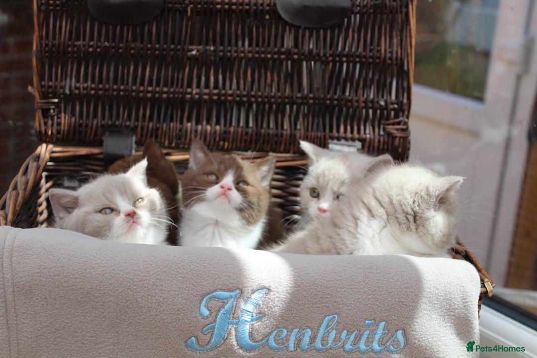 British Shorthair cats for sale: Champion Parents - Bi Colour  British Shorthair  - Image 7
