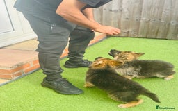 Mixed Breed dogs for sale: G.Sehepherd&white swiss Shepherd long coat puppies - Image 9