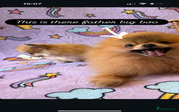 Mixed Breed dogs for sale: Maltipom  - Advert 3