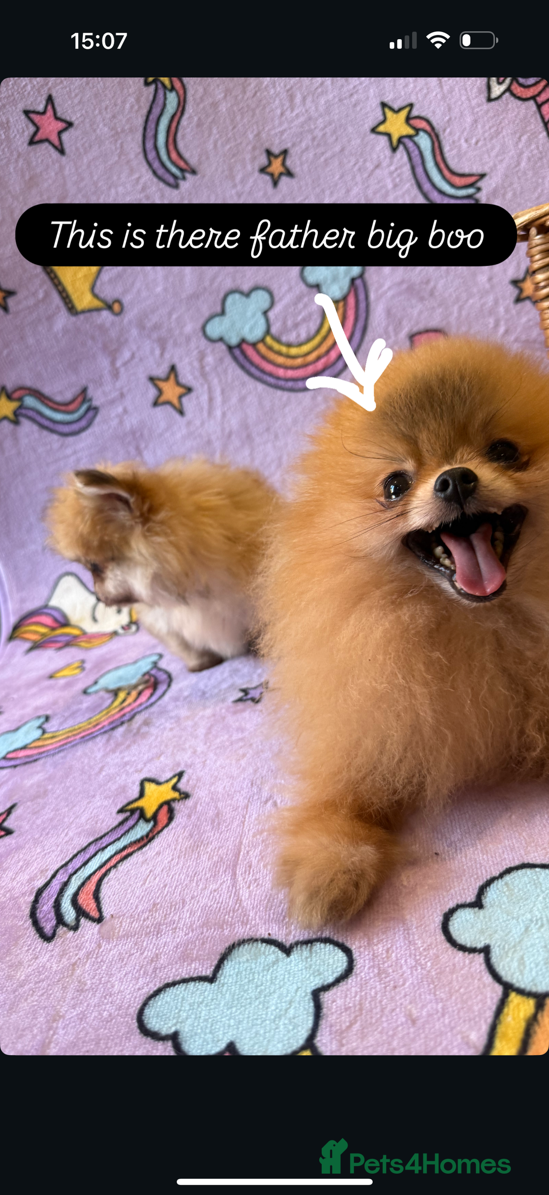Mixed Breed dogs for sale: Maltipom  - Advert 3