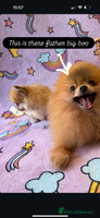 Mixed Breed dogs Maltipom - Advert 8
