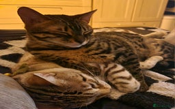 Bengal cats for sale: M+F, 1y Bengals to be homed together or separately - Image 7