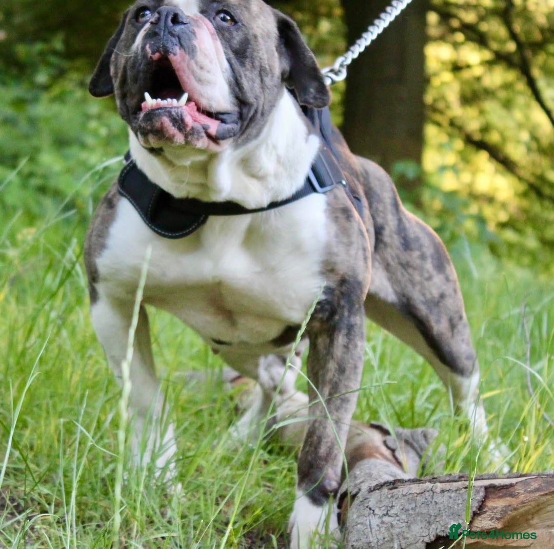 Alapaha Blue Blood Bulldog dogs for sale: SUPERB PICK OF LITTER PUP 5***** - Advert 1