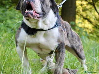 Alapaha Blue Blood Bulldog dogs SUPERB PICK OF LITTER PUP 5***** - Advert 1