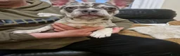 French Bulldog dogs for sale: French bulldog, 1 girl left  - Advert 4