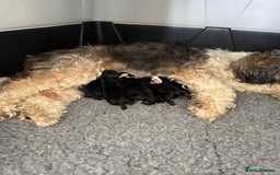 Tibetan Terrier dogs for sale: KC Reg, Fully Health Tested Tibetan Pups - Image 20