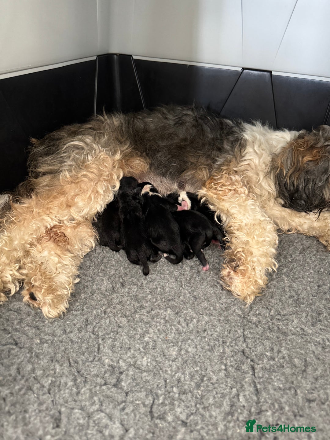 Tibetan Terrier dogs for sale: KC Reg, Fully Health Tested Tibetan Pups - Image 20
