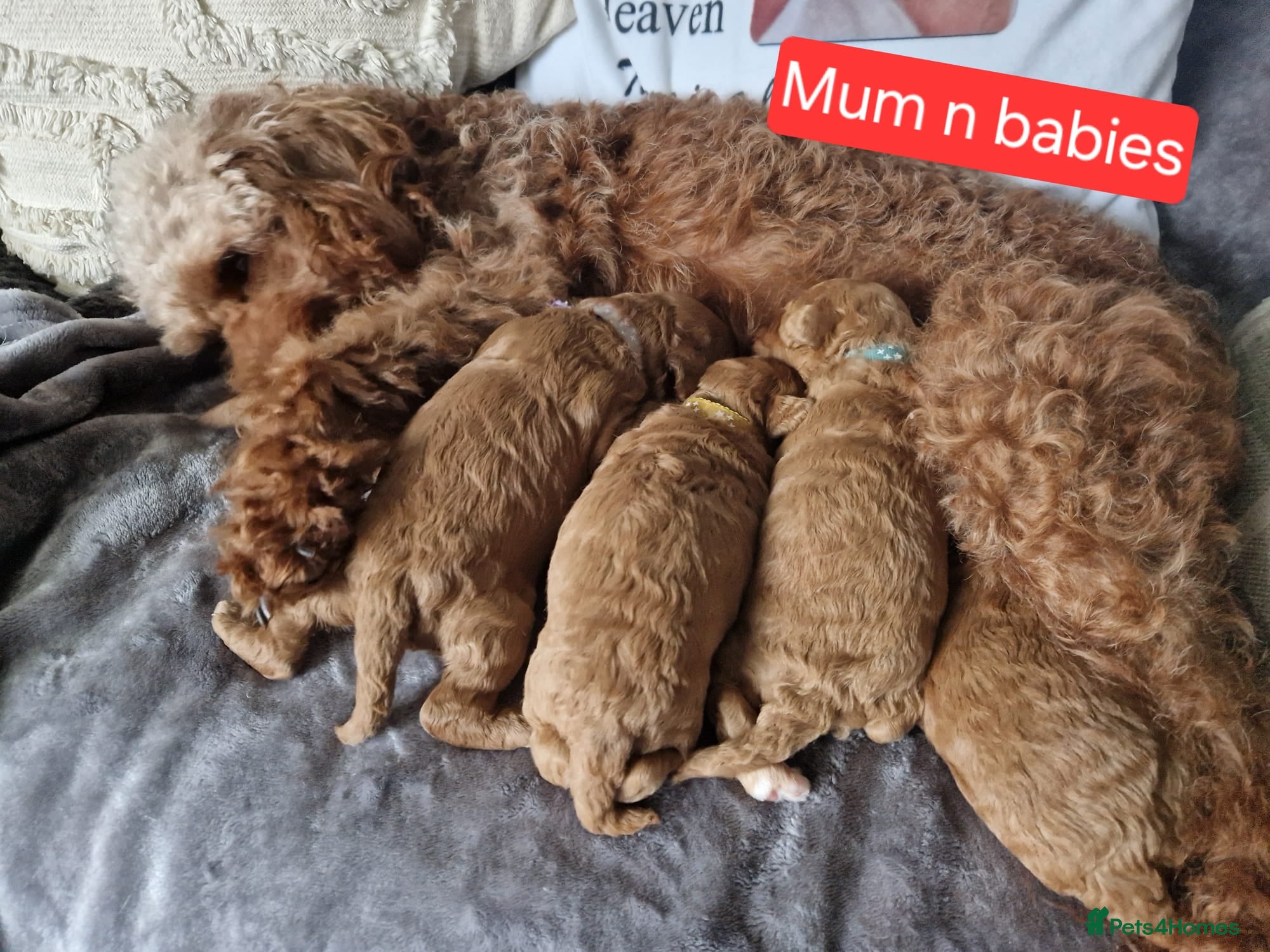 Mixed Breed dogs Cavapoo - Advert 3