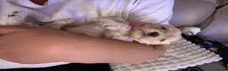 Cockapoo dogs for sale: 8 gorgeous f2 miniature cockapoo puppies  - Advert 25