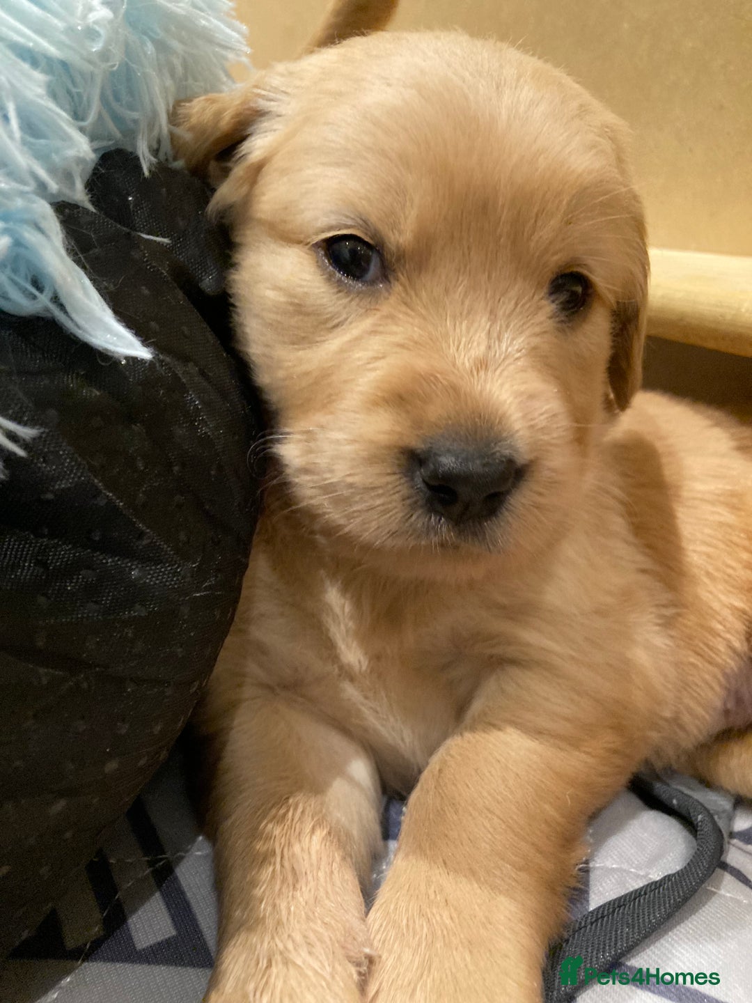 Golden Retriever dogs for sale: KC Registered Golden Retriever Puppies  - Advert 3