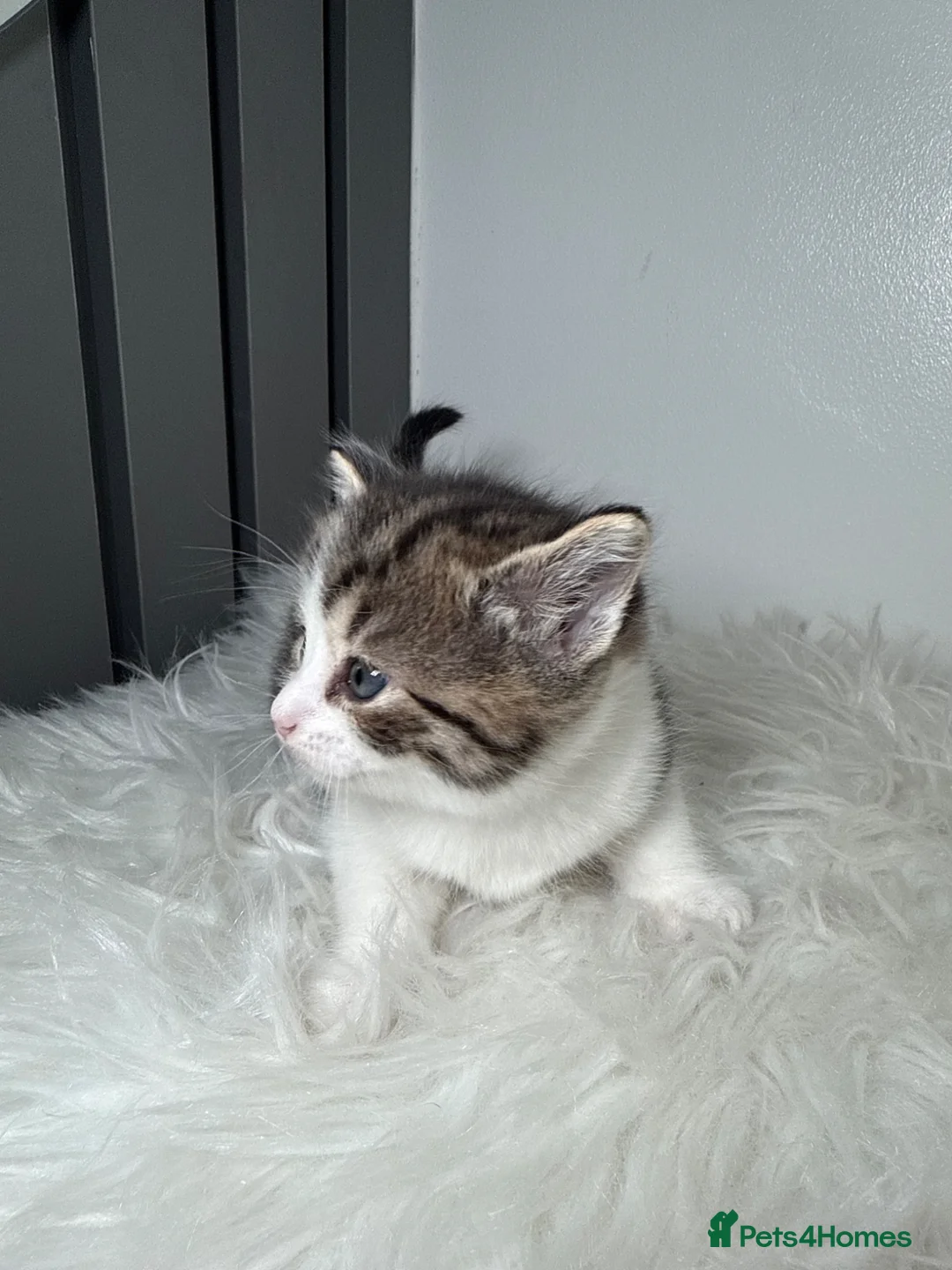 British Shorthair cats for sale: British short hair  - Advert 2