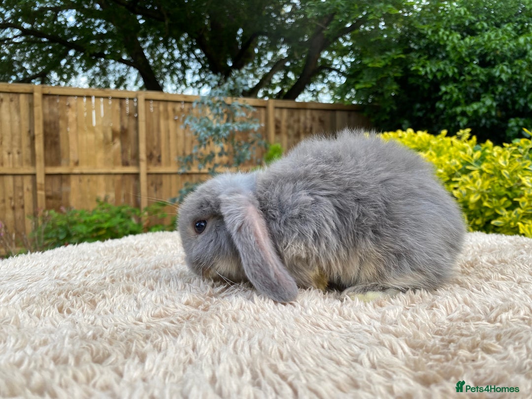 Mini Lop rabbits for sale: Baby Mini Lops For Sale - Image 7