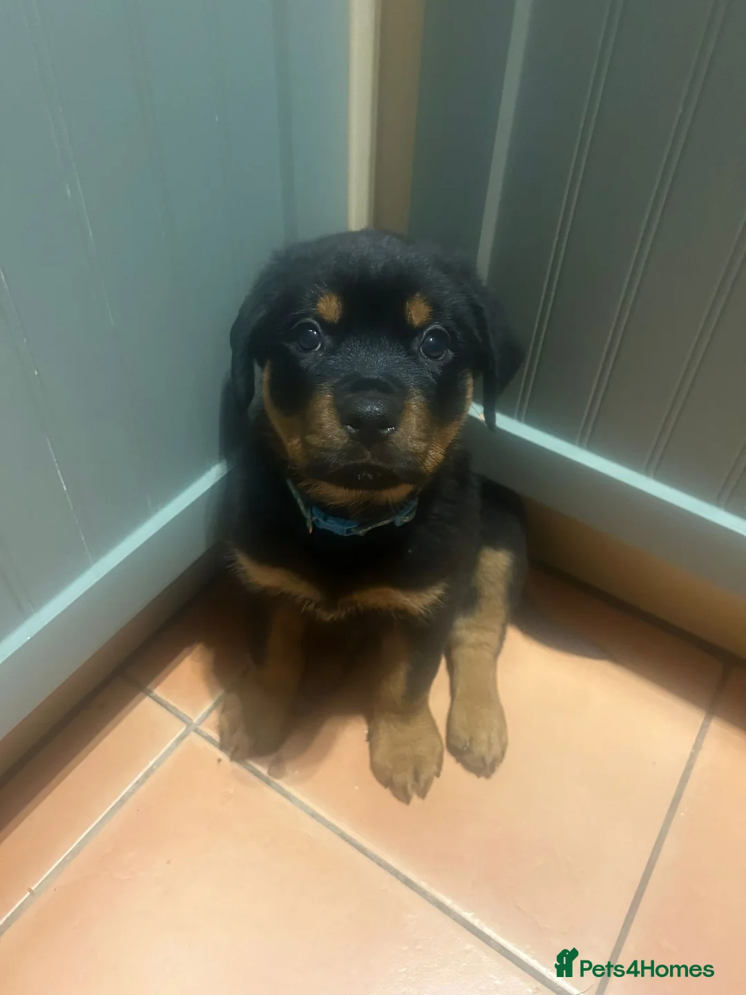 Rottweiler dogs for stud: KC REGISTERED ROTTWEILER in Worcester - Advert 12