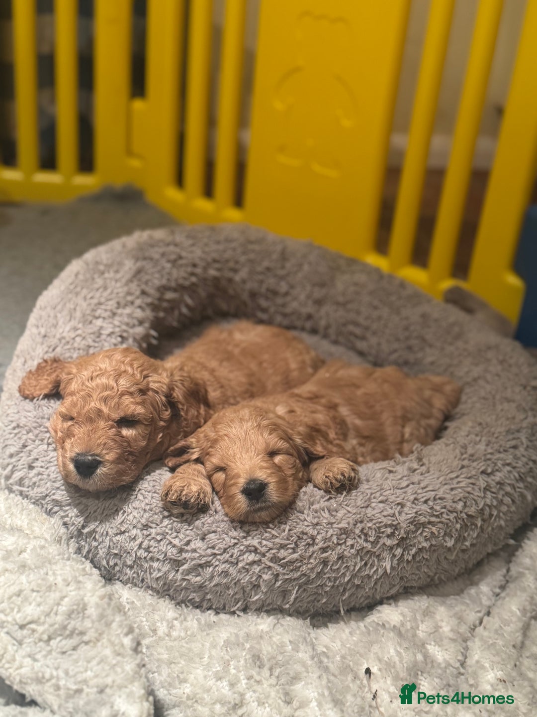 Mini Goldendoodle dogs for sale: Miniature Golden Doodle Puppies - Advert 23