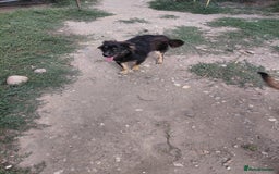 Mixed Breed dogs for adoption: ROBY, a superb puppy boy - for a Loving Home - Image 11