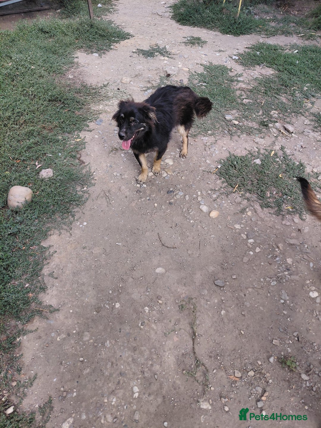 Mixed Breed dogs for adoption: ROBY, a superb puppy boy - for a Loving Home - Image 11