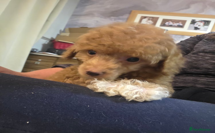 Toy Poodle dogs - Advert 13
