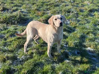 Labrador Retriever dogs Yellow Labrador Bitch Exceptional Working Pedigree - Advert 2
