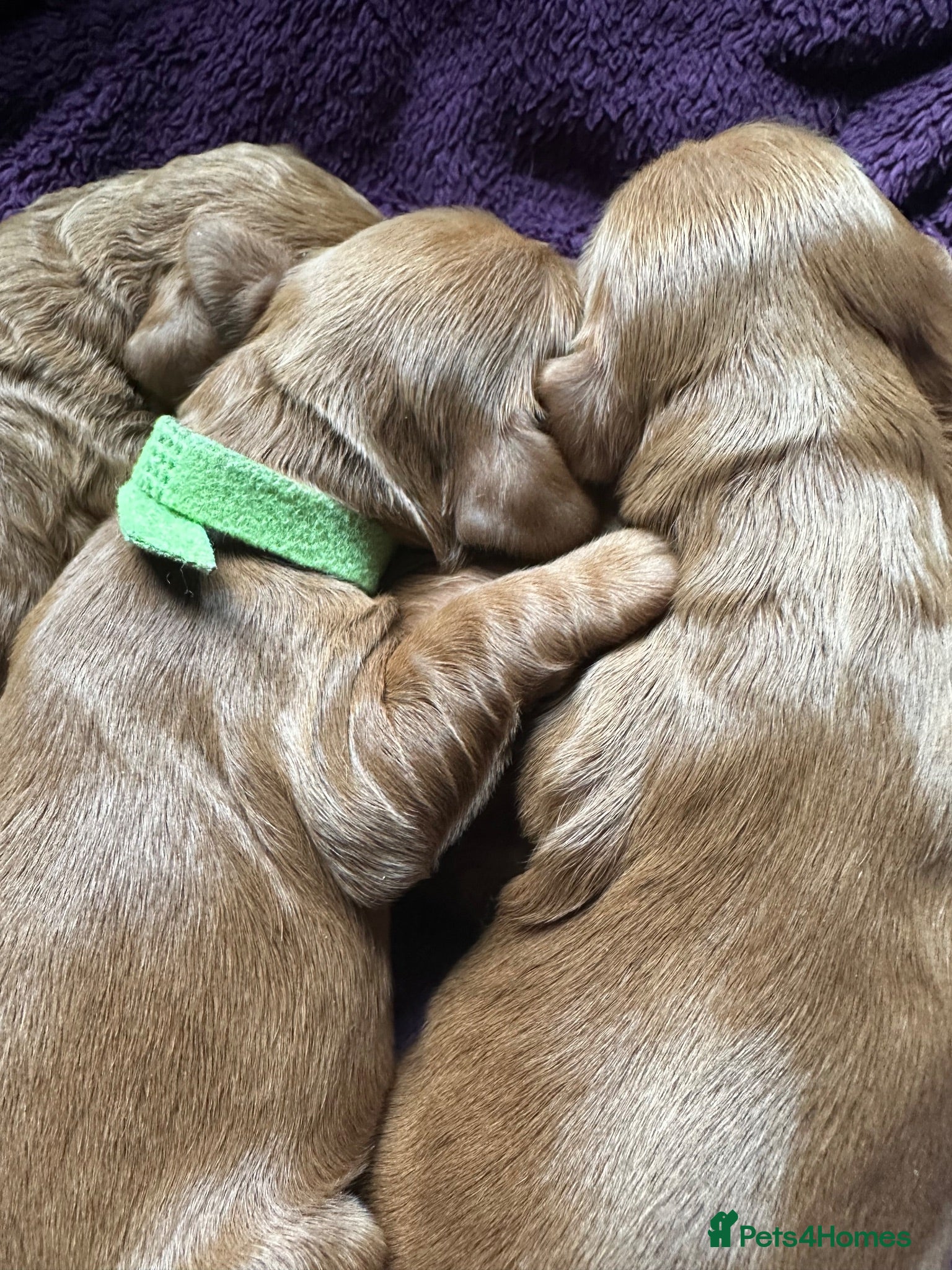 Cockapoo dogs 3 left Fox Red Stunning F2 Cockapoo  - Advert 4