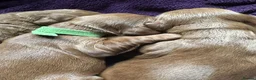 Cockapoo dogs for sale: 2 left Fox Red Stunning F2 Cockapoo  - Advert 2