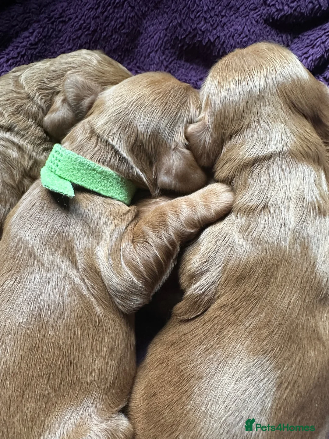 Cockapoo dogs for sale: 2 left Fox Red Stunning F2 Cockapoo  - Advert 2