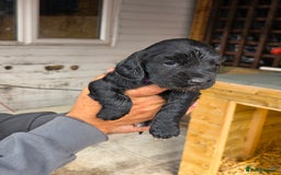 Cocker Spaniel dogs for sale: Cocker Spaniel Puppies - Image 8