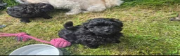 Pomapoo dogs for sale: Pomapoo x Toy Poodle 🐾 in Inverness - Advert 10