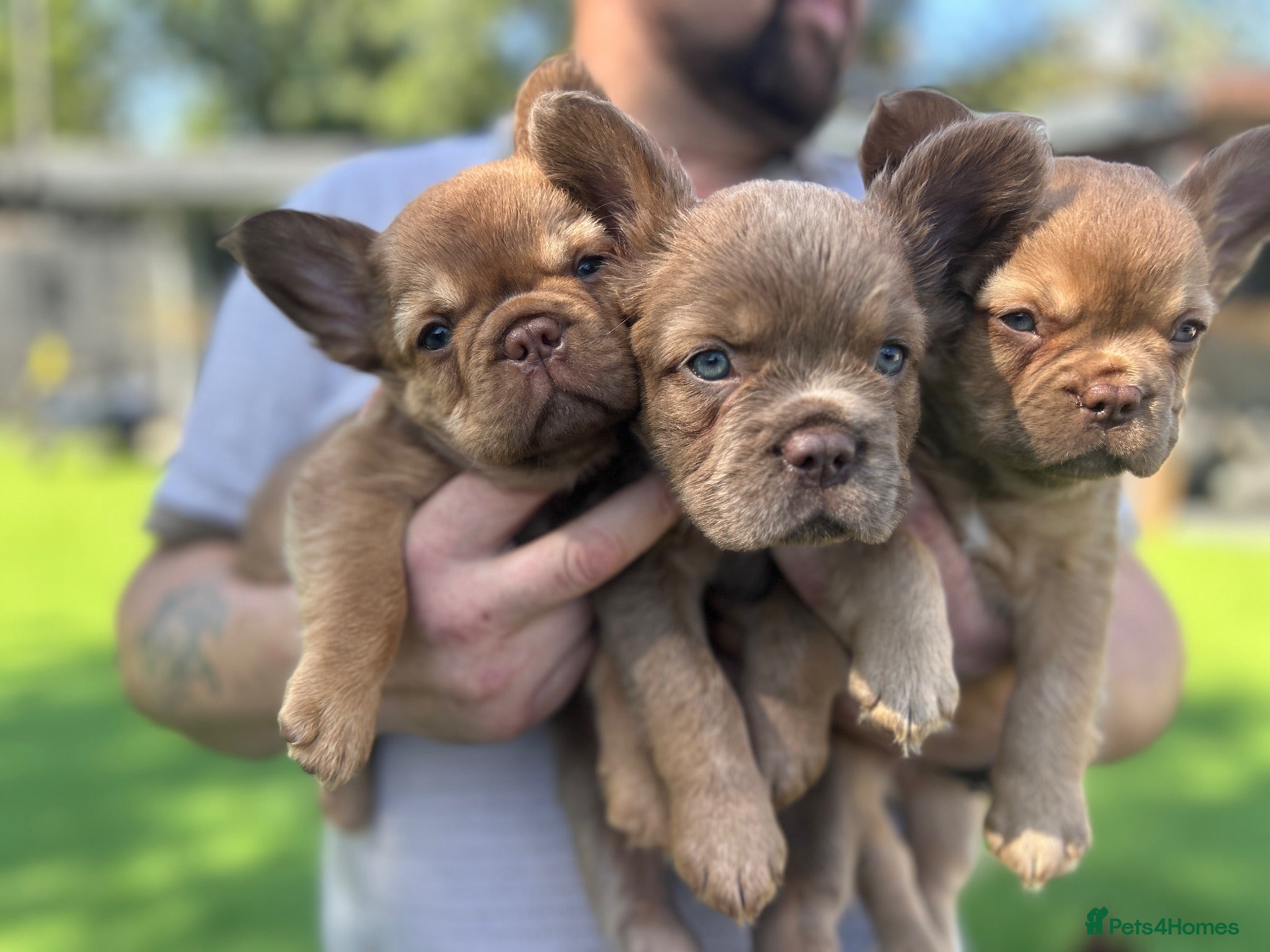 French Bulldog dogs Fluffy Frenchies 1 girl left - Advert 2