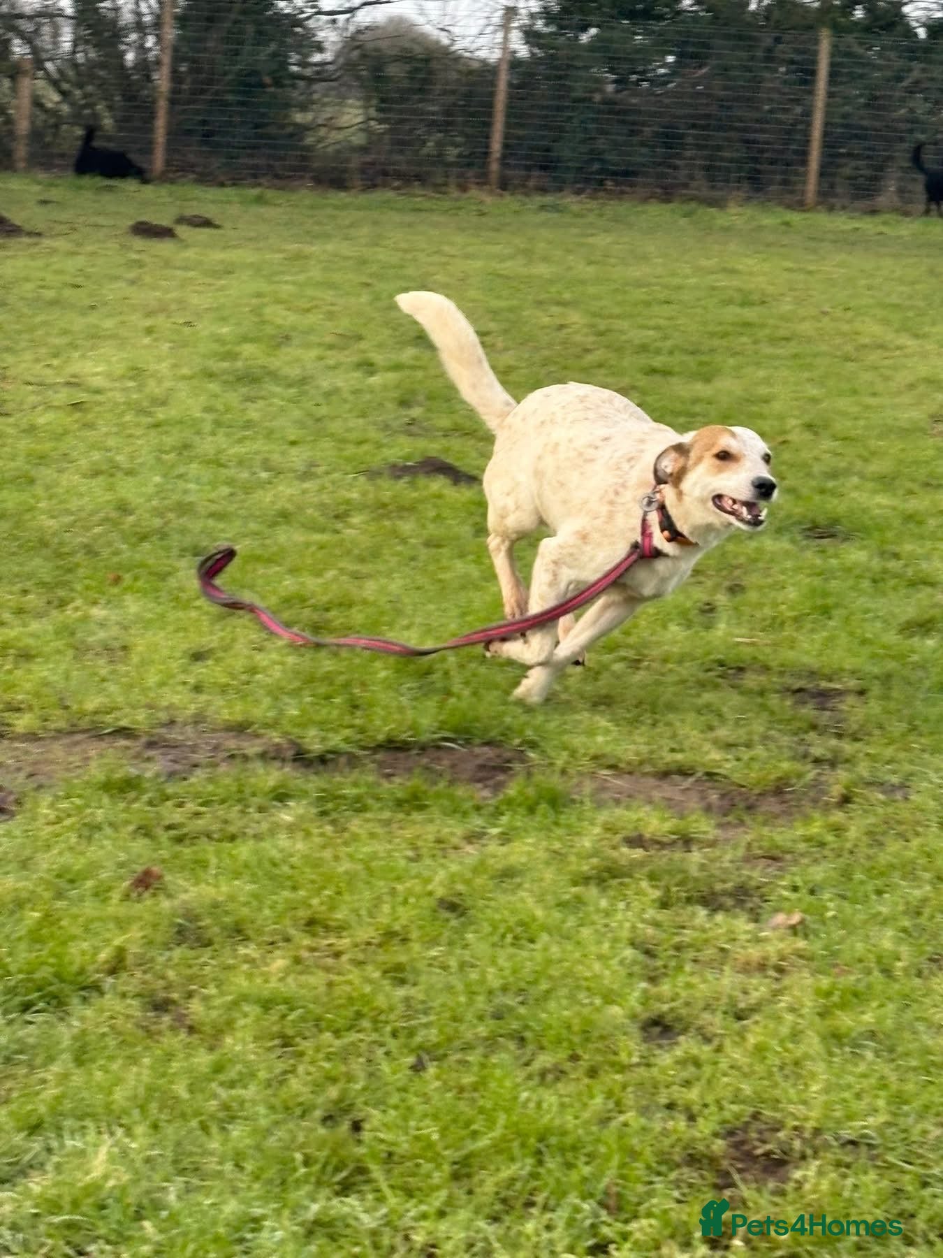 Trinity - Norwich Norfolk — Mixed Breed