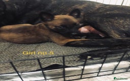 Belgian Shepherd Dog dogs for sale: Dutch shepherd/ Belgian malinois  - Image 7