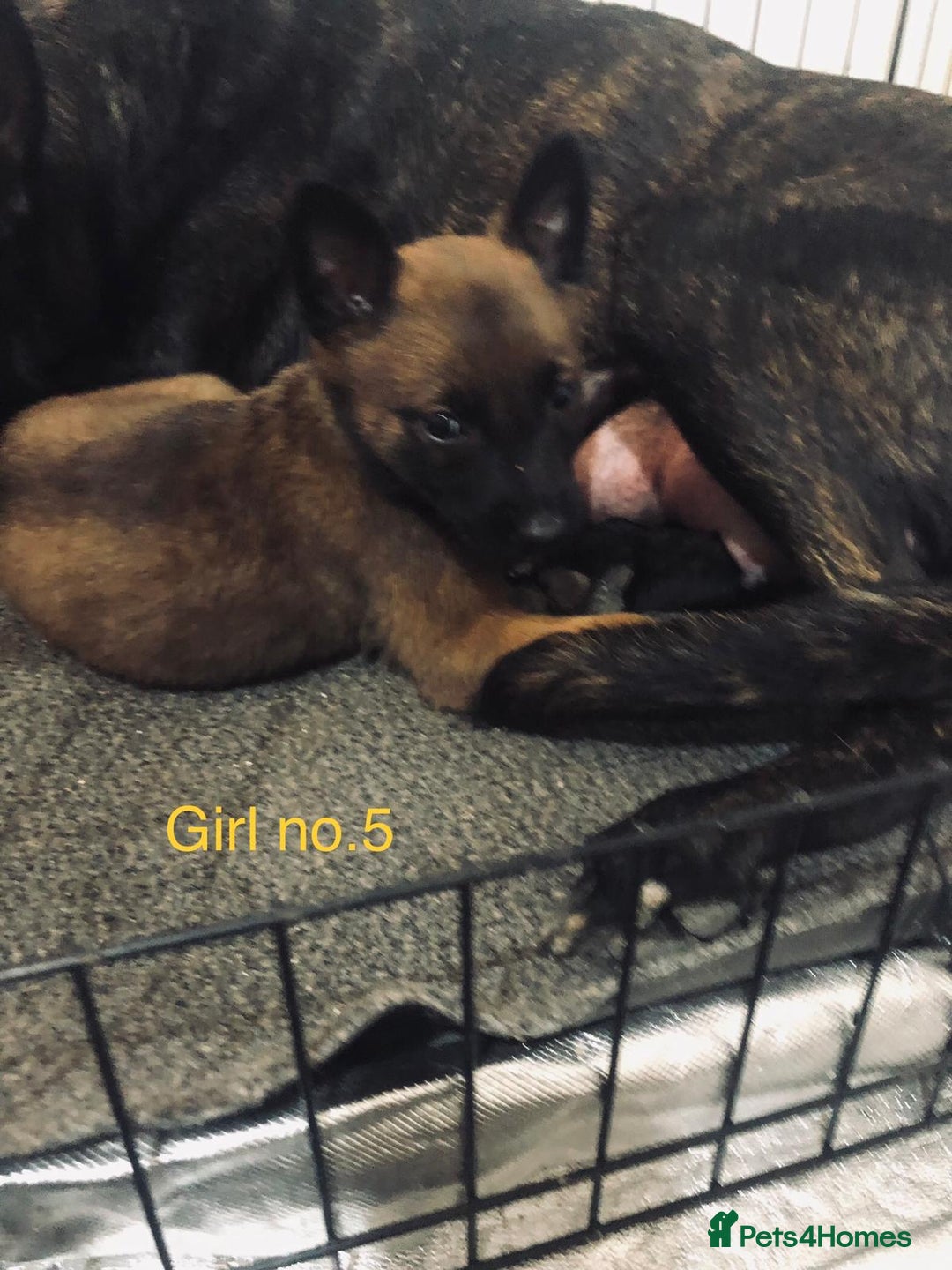 Belgian Shepherd Dog dogs for sale: Dutch shepherd/ Belgian malinois  - Image 7