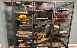 Rat rodents for sale: Four cute friendly brothers  - Advert 10