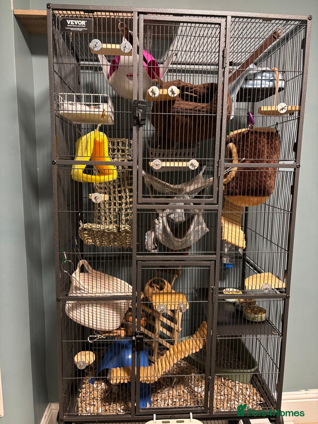 Rat rodents for sale: Four cute friendly brothers  - Advert 10