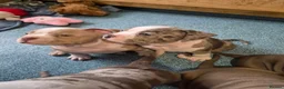 American Bully dogs for sale: Our Pocket Bully puppies  - Advert 6