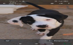 Mixed Breed dogs for adoption: ABANDONED B&W PUPPY - Image 2