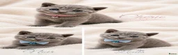 British Shorthair cats for sale: 💙Blue point BSH Kitten-Premium Quality 💙 - Advert 9