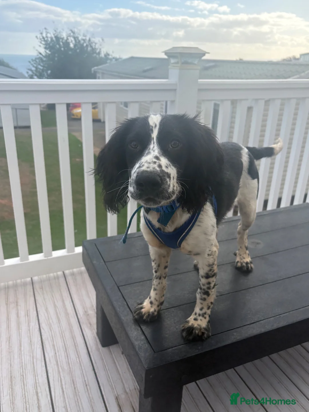 English Springer Spaniel dogs for sale: Gorgeous springer spaniel pup  in Wellington - Advert 2