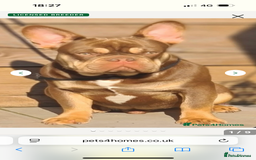French Bulldog dogs for sale: Kc registered new shade french bulldogs - Image 15