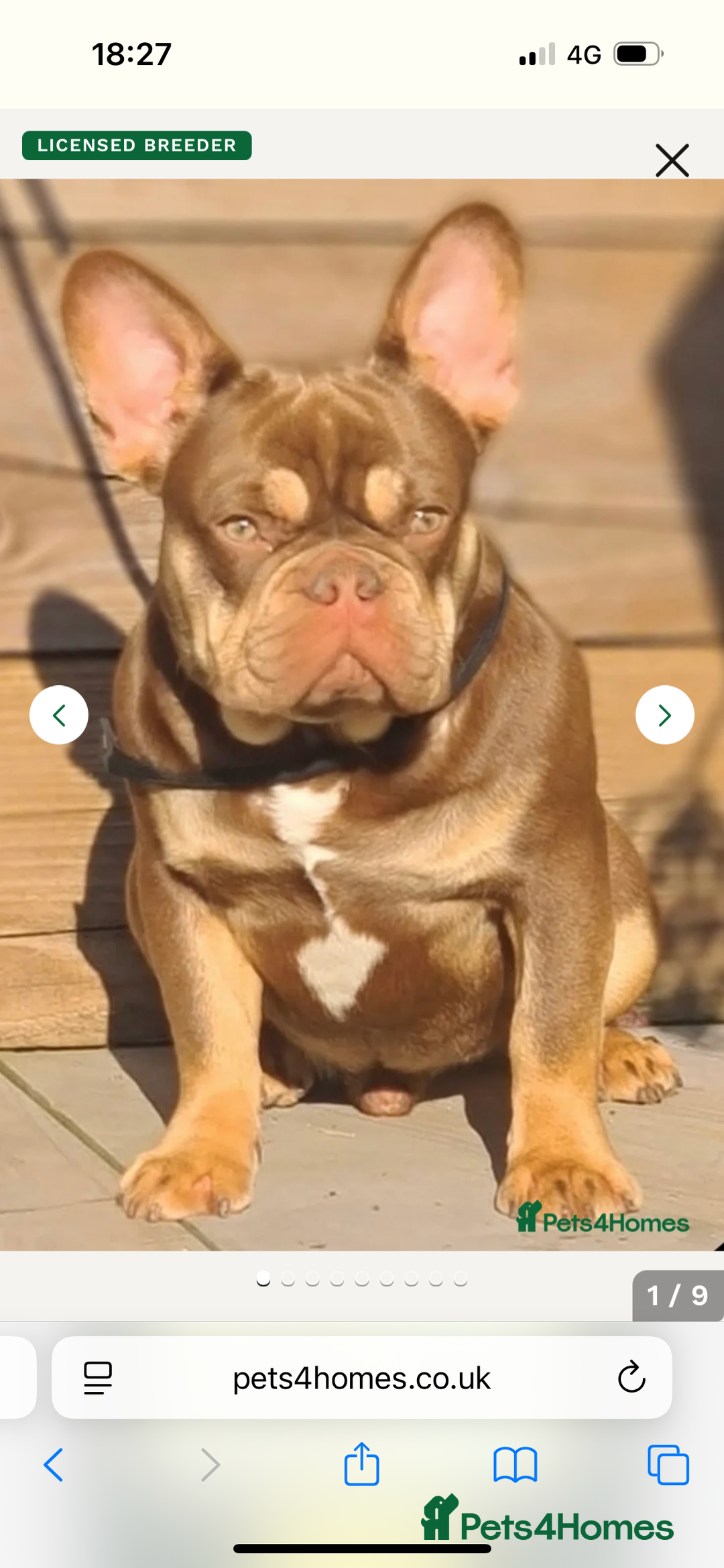 French Bulldog dogs for sale: Kc registered new shade french bulldogs - Image 15